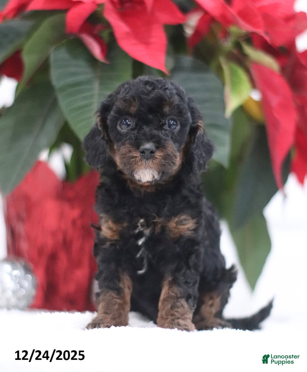 Cavapoo dogs Annie - Ad 27