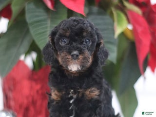 Cavapoo dogs Annie - Ad 28