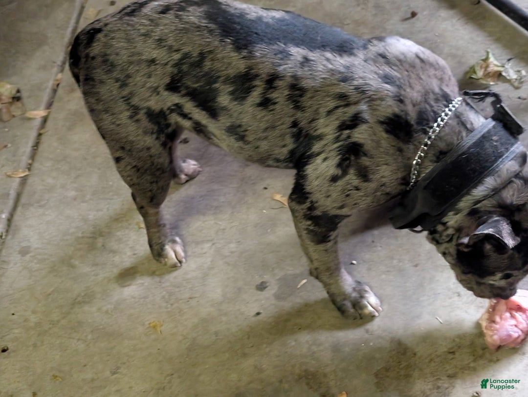 American Bully dogs for sale: Dior - Ad 4