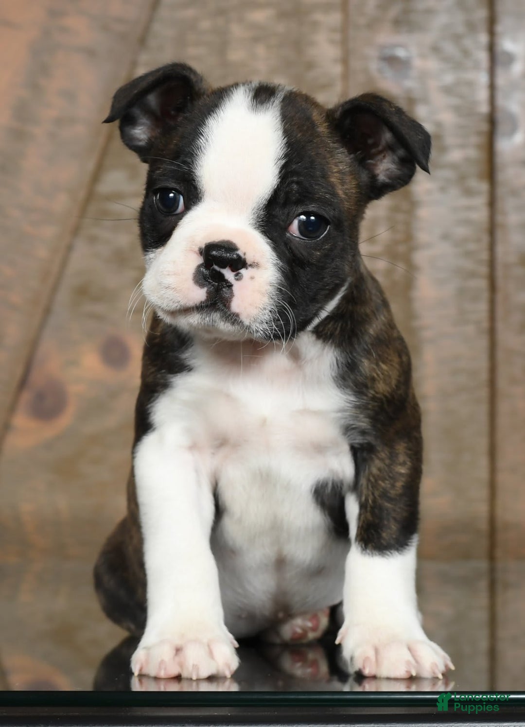 Gallery Image {{count}}