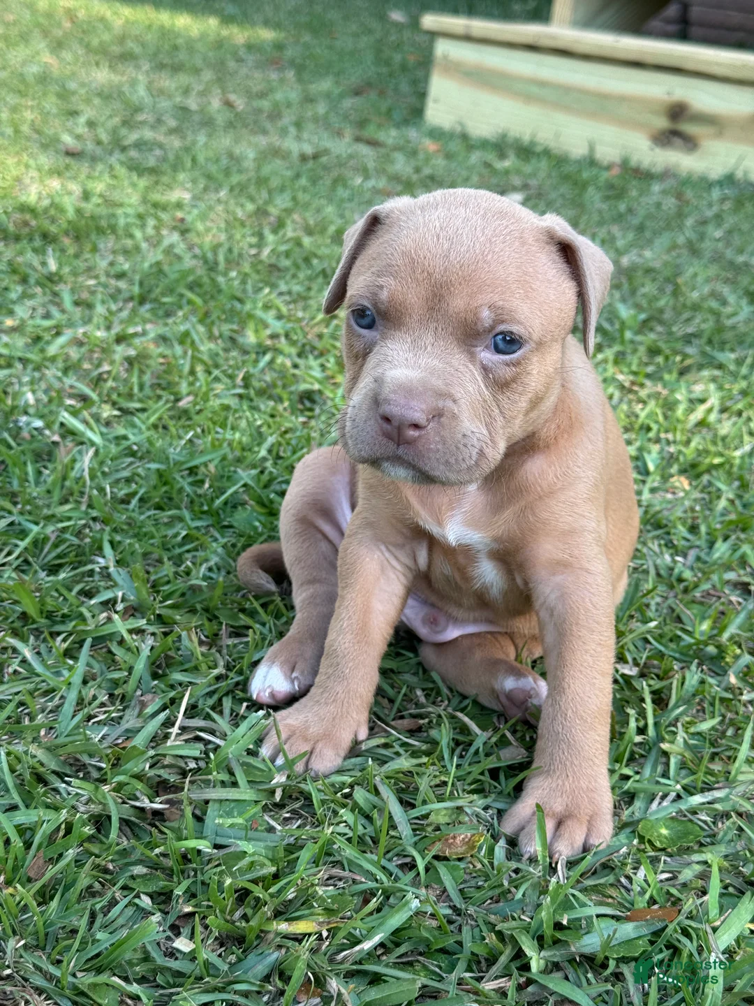 American Pit Bull Terrier dogs for sale: Rocco - Ad 1