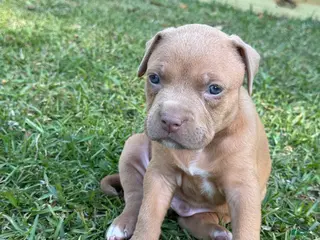 American Pit Bull Terrier dogs Rocco - Ad 15