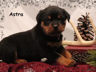 Rottweiler dogs Astra - Ad 35