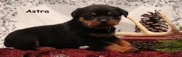 Rottweiler dogs for sale: Astra - Ad 1