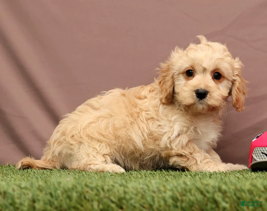 Cavapoo dogs for sale: James - Ad 2