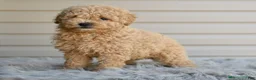 Miniature Poodle dogs for sale: Honey - Ad 5