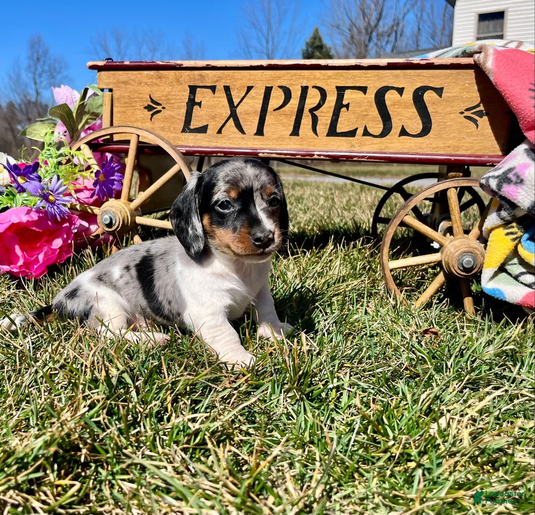 Dachshund dogs for sale: Milo🐾❤️ACA Miniature Dacshund🐾❤️Call 610-273-9348 - Ad 2