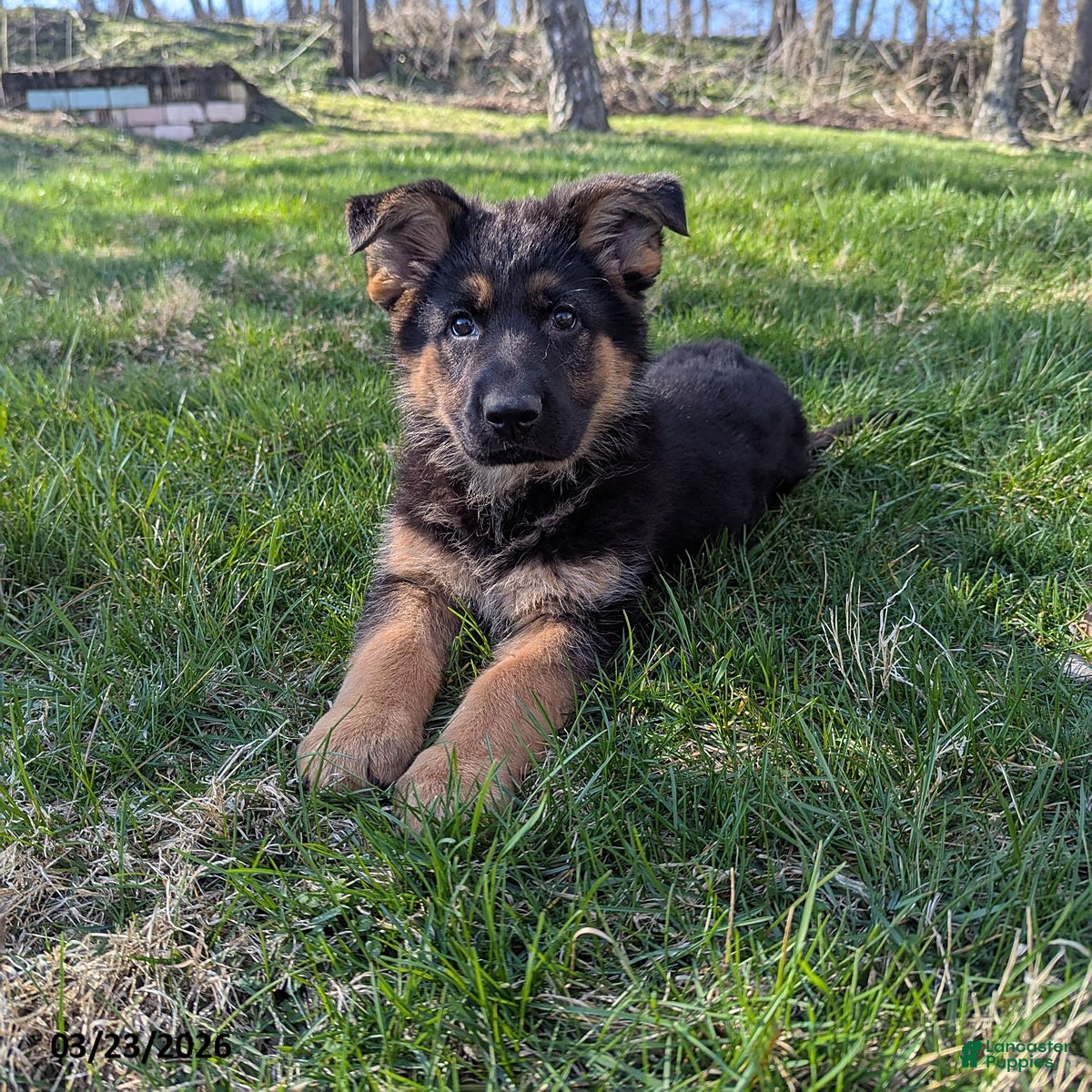 German Shepherd dogs Bella   - Ad 1