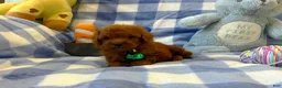 Toy Poodle dogs for sale: Teddy - Ad 15