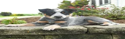 Australian Cattle Dog dogs for sale: Fay - Ad 3