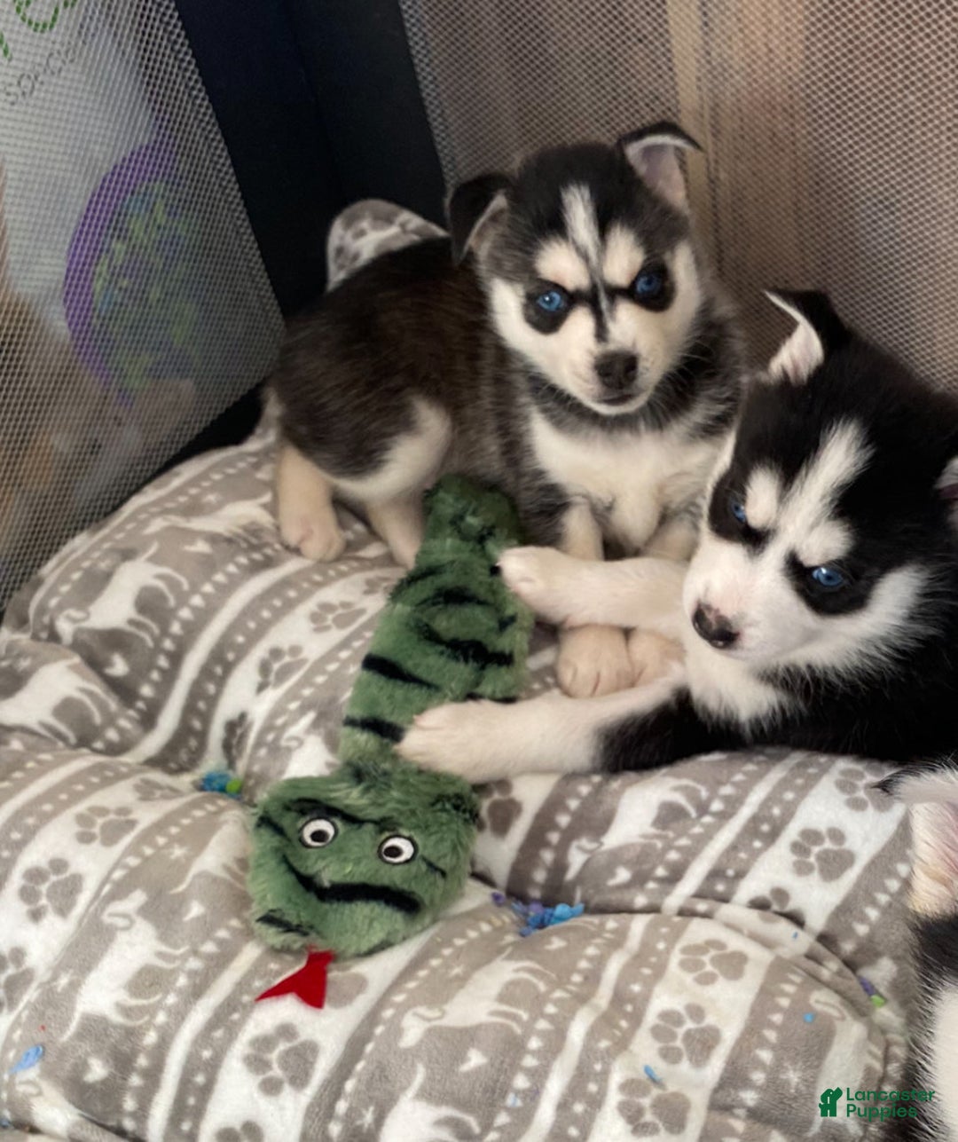 Pomsky dogs for sale: Buck Eye  - Ad 2