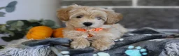 Maltipoo dogs for sale: Mochi - Ad 7
