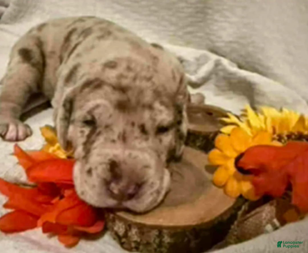 Great Dane dogs for sale: Kovu - Ad 4