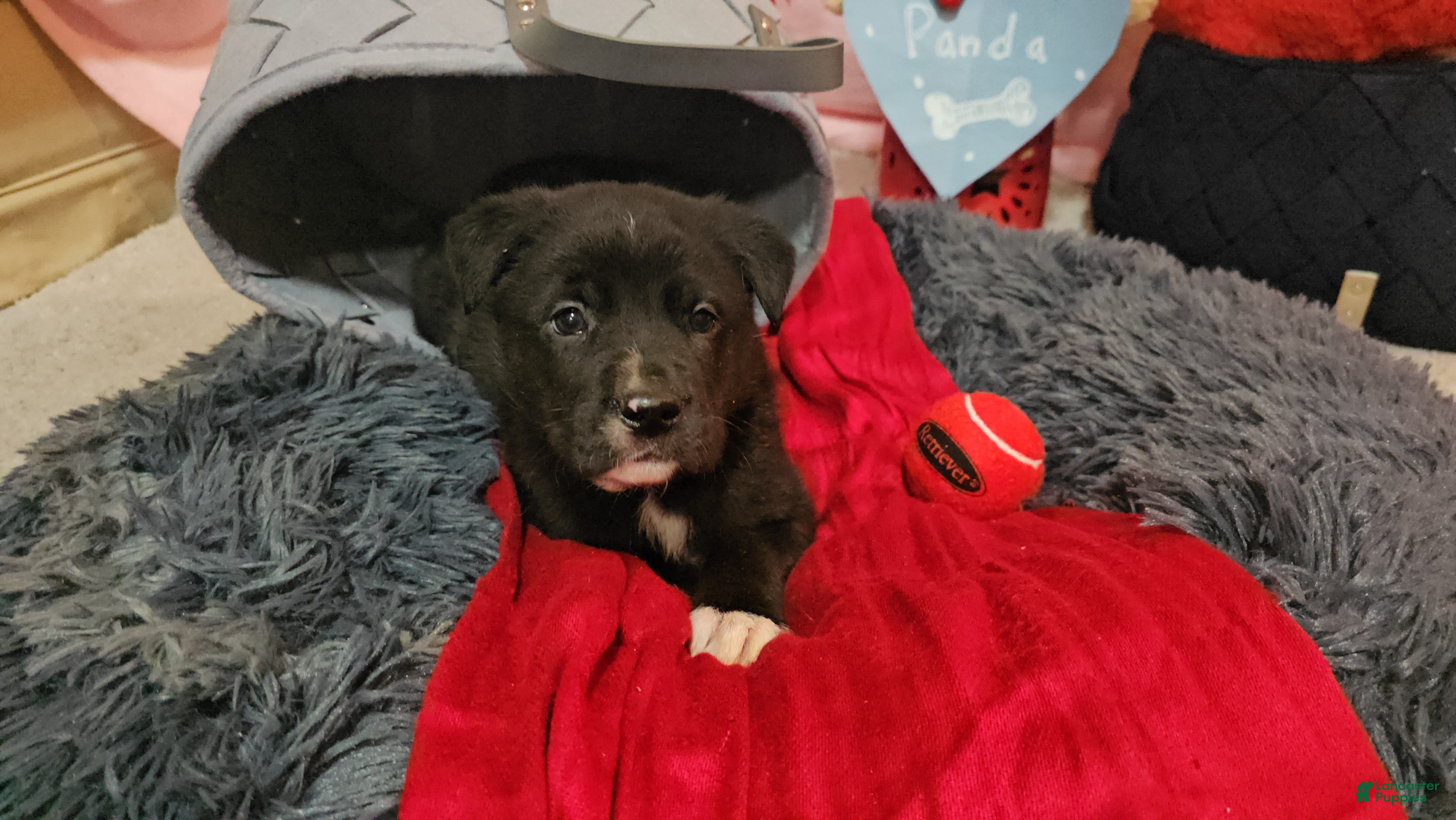 Mixed Breed dogs Panda - Ad 38