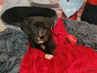 Mixed Breed dogs Panda - Ad 38