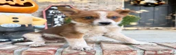 Australian Cattle Dog dogs for sale: Maverick - Ad 5