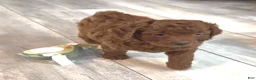 Goldendoodle dogs for sale: Goldendoodle 2 Finn - Ad 1