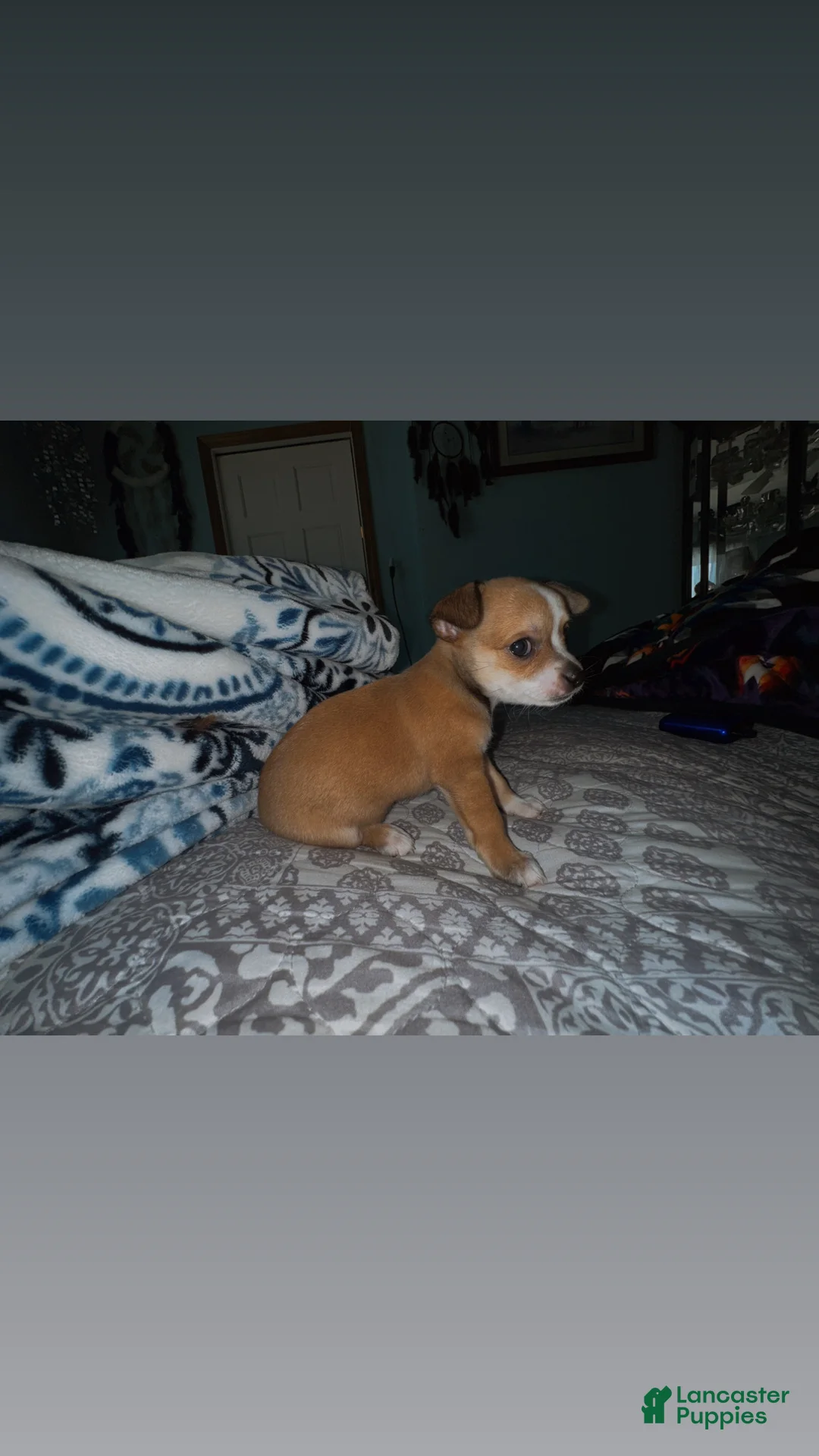 Chihuahua dogs for sale: Batova  - Ad 2