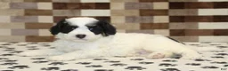 Mini Bernedoodle dogs for sale: Kodiak - Ad 2
