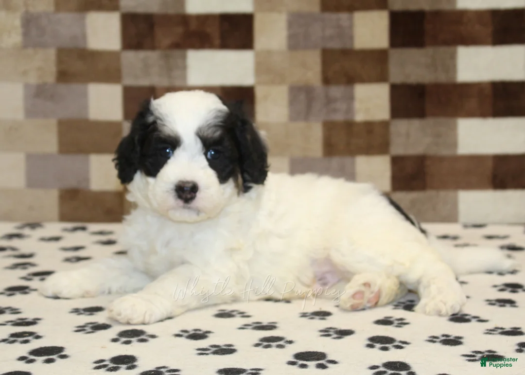 Mini Bernedoodle dogs for sale: Kodiak - Ad 2