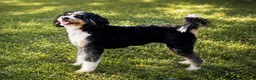 Mini Bernedoodle dogs for sale: Haymitch - Ad 6