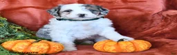 Bernedoodle dogs for sale: Bonnie  - Ad 4