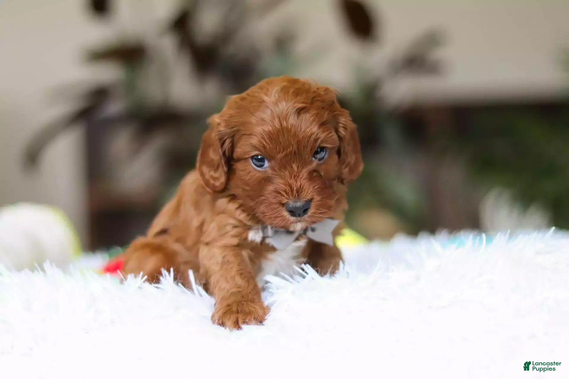 Cavapoo dogs Reggie - Ad 2