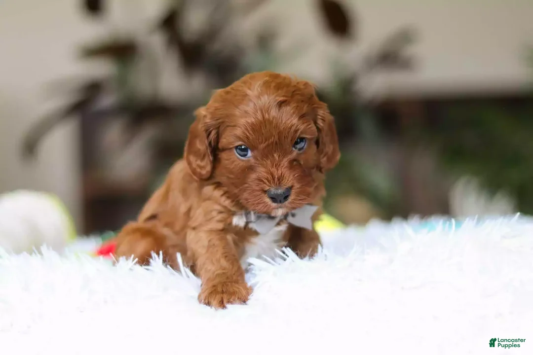 Cavapoo dogs for sale: Reggie - Ad 2