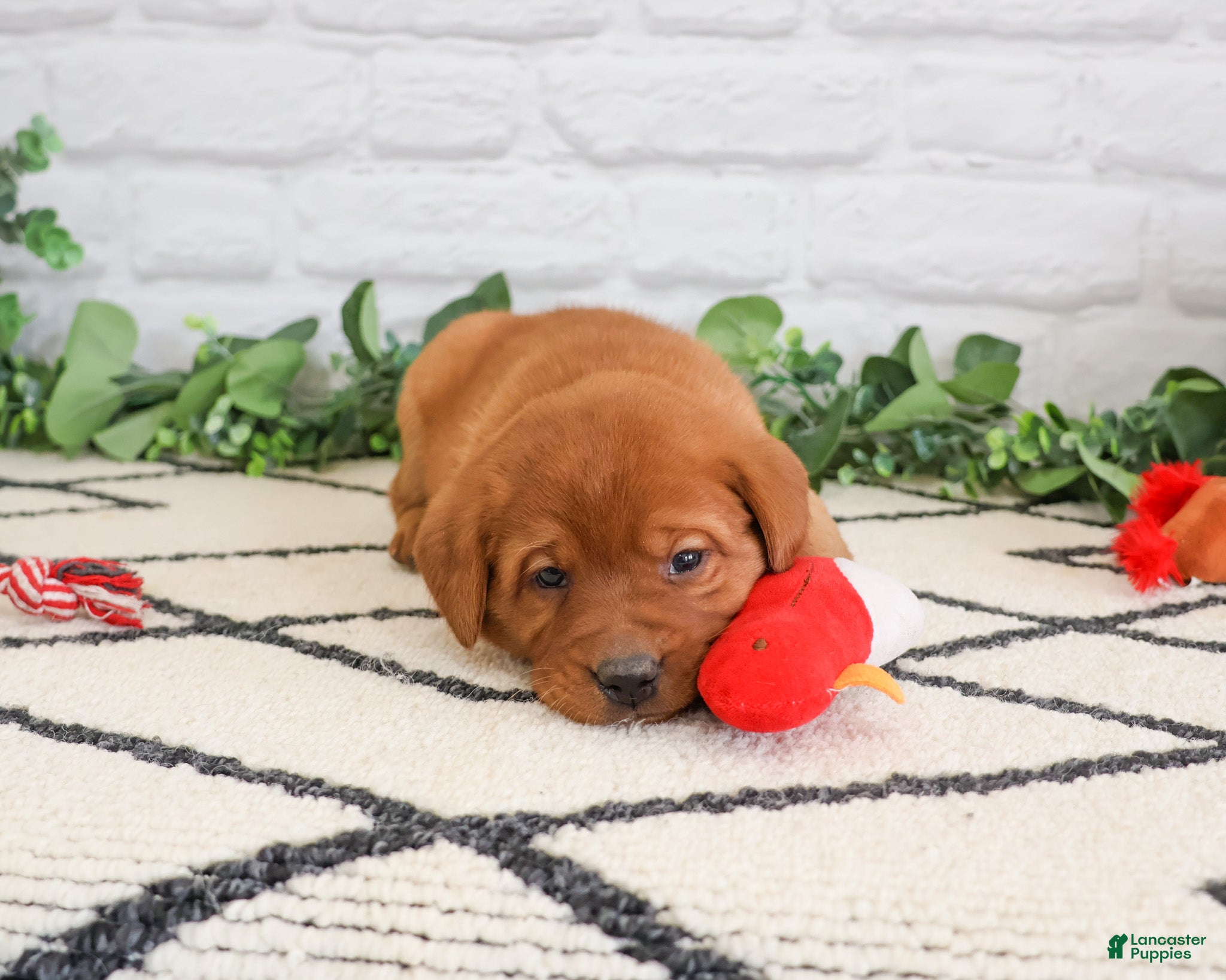 Labrador Retriever dogs Rebel - Ad 22