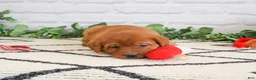 Labrador Retriever dogs for sale: Rebel - Ad 1