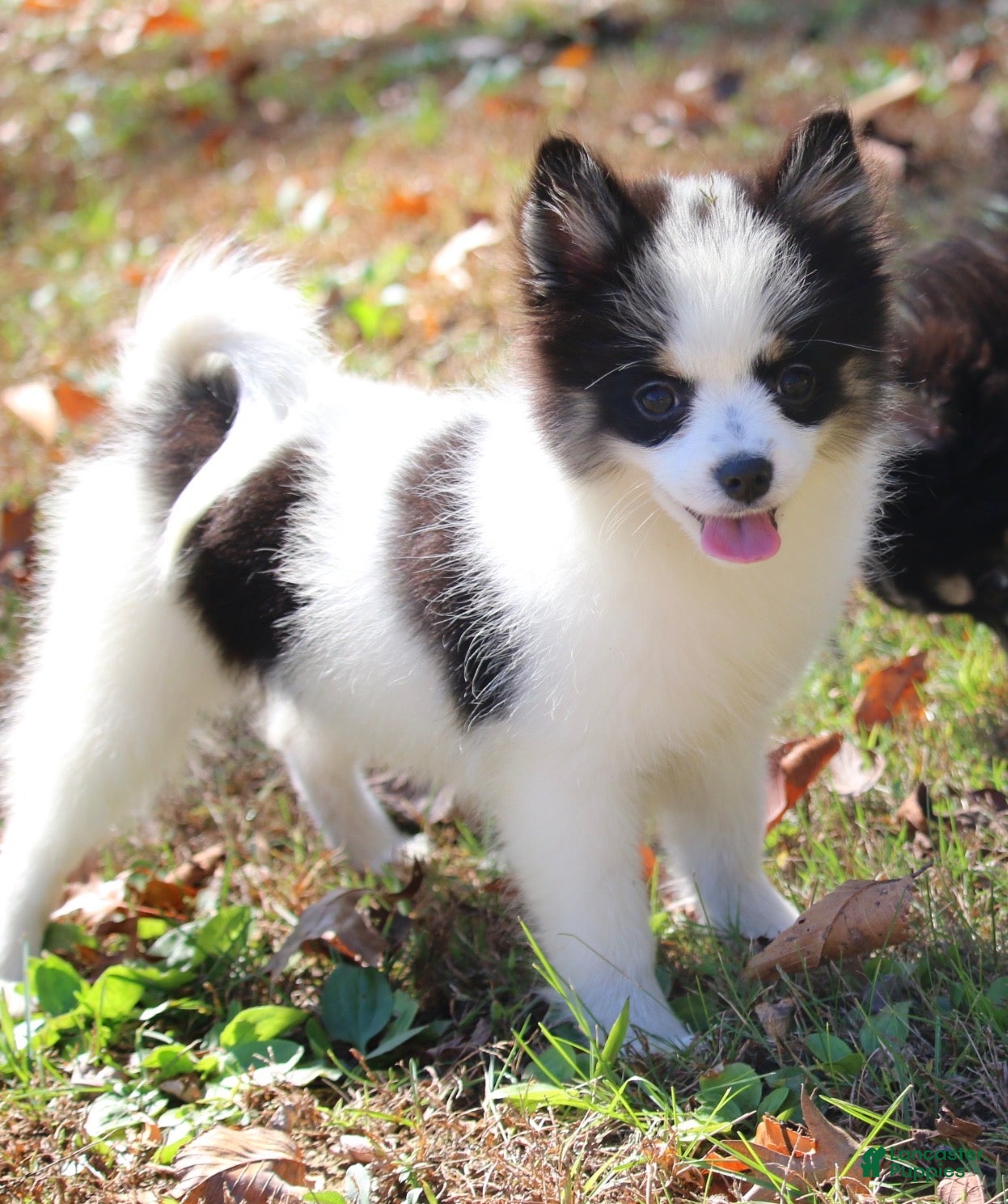 Pomsky dogs for sale: Minnie - Ad 2