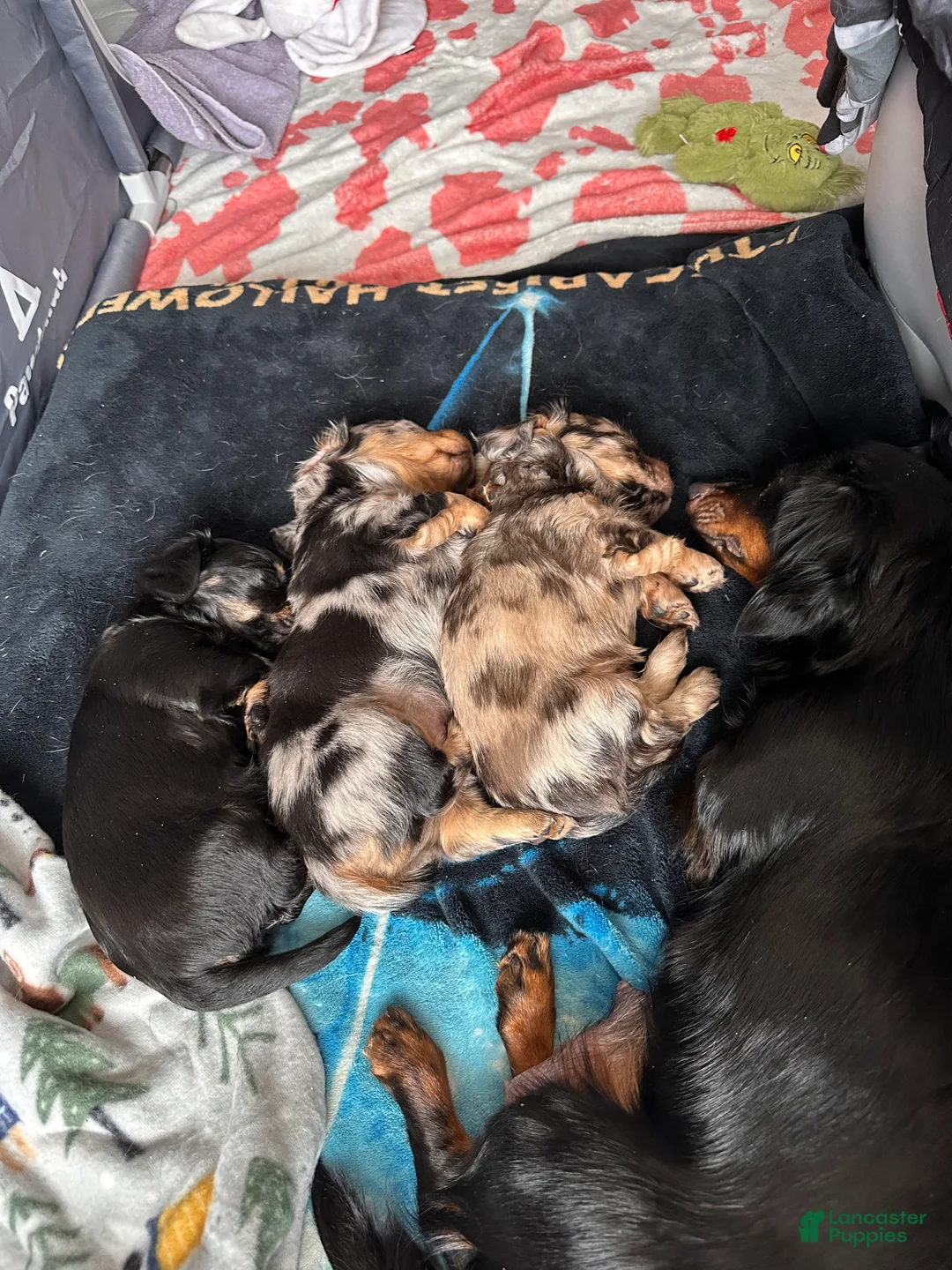 Mixed Breed dogs for sale: Ella  - Ad 3