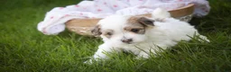 Havanese dogs for sale: Emma Havanese Puppy  - Ad 4