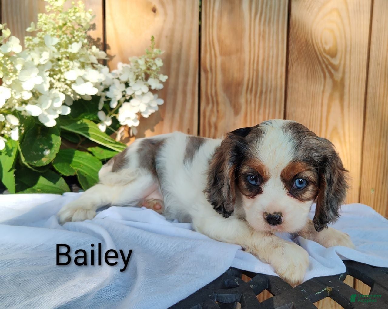 Cavalier King Charles Spaniel dogs Bailey - Ad 2