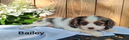 Cavalier King Charles Spaniel dogs for sale: Bailey - Ad 2