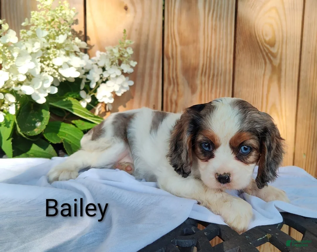 Cavalier King Charles Spaniel dogs for sale: Bailey - Ad 2