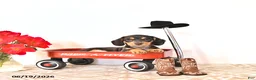 Miniature Dachshund dogs for sale: Stevey - Ad 3
