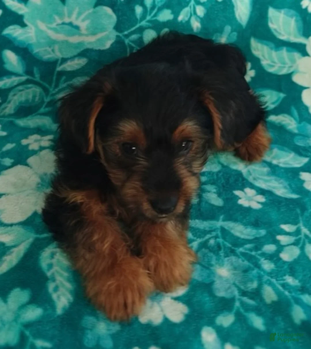 Yorkshire Terrier dogs for sale: Buster - Ad 4