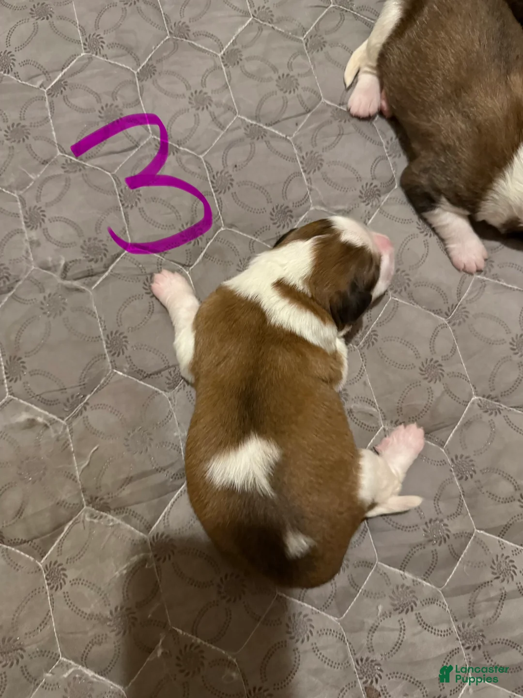 Mixed Breed dogs for sale: Great Bernese Female 3 - Ad 3