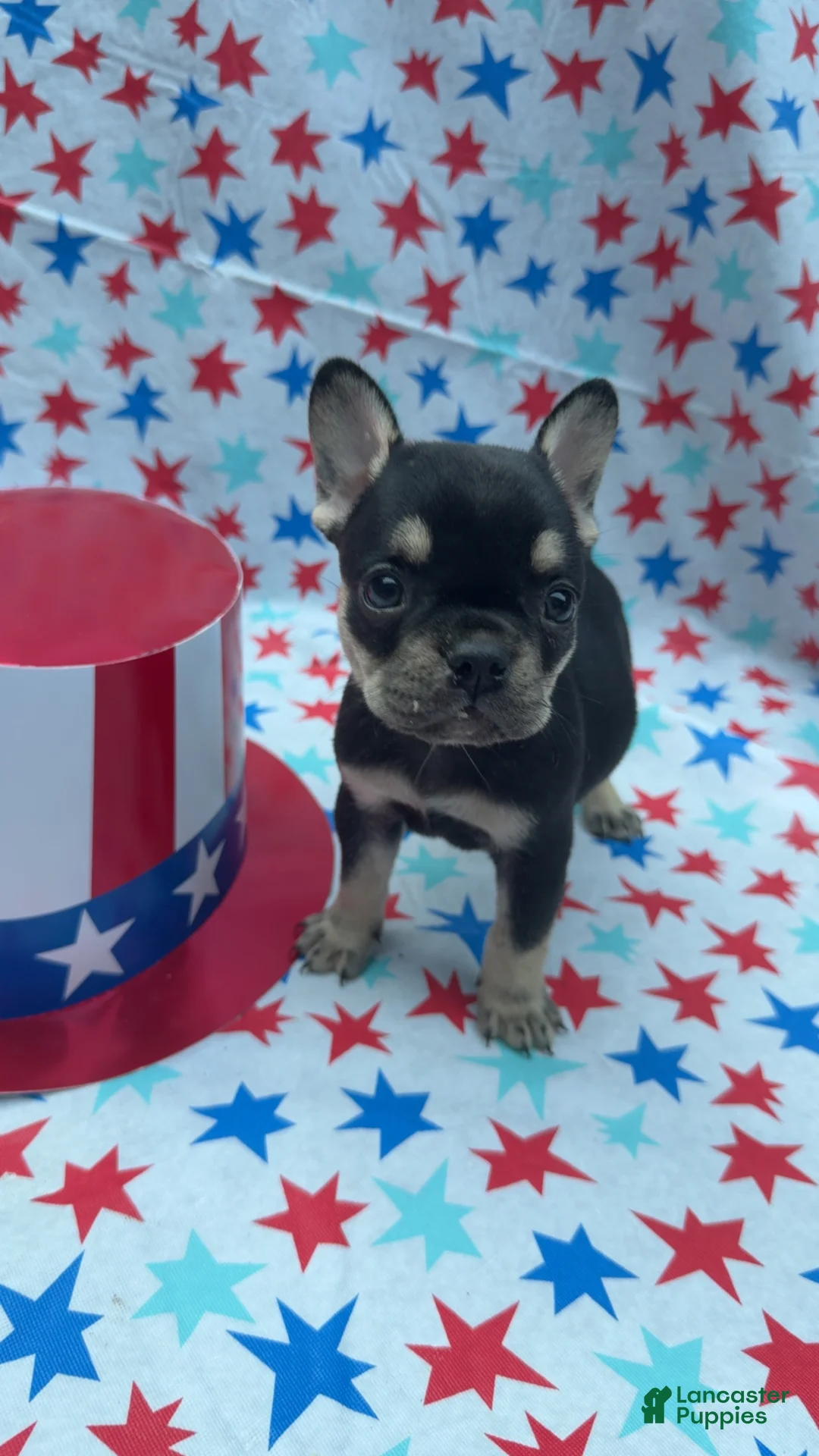 French Bulldog dogs for sale: French Bulldog 3 - Ad 2