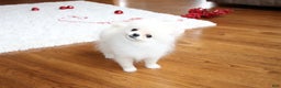 Pomeranian dogs for sale: Teacup Tony - Ad 9