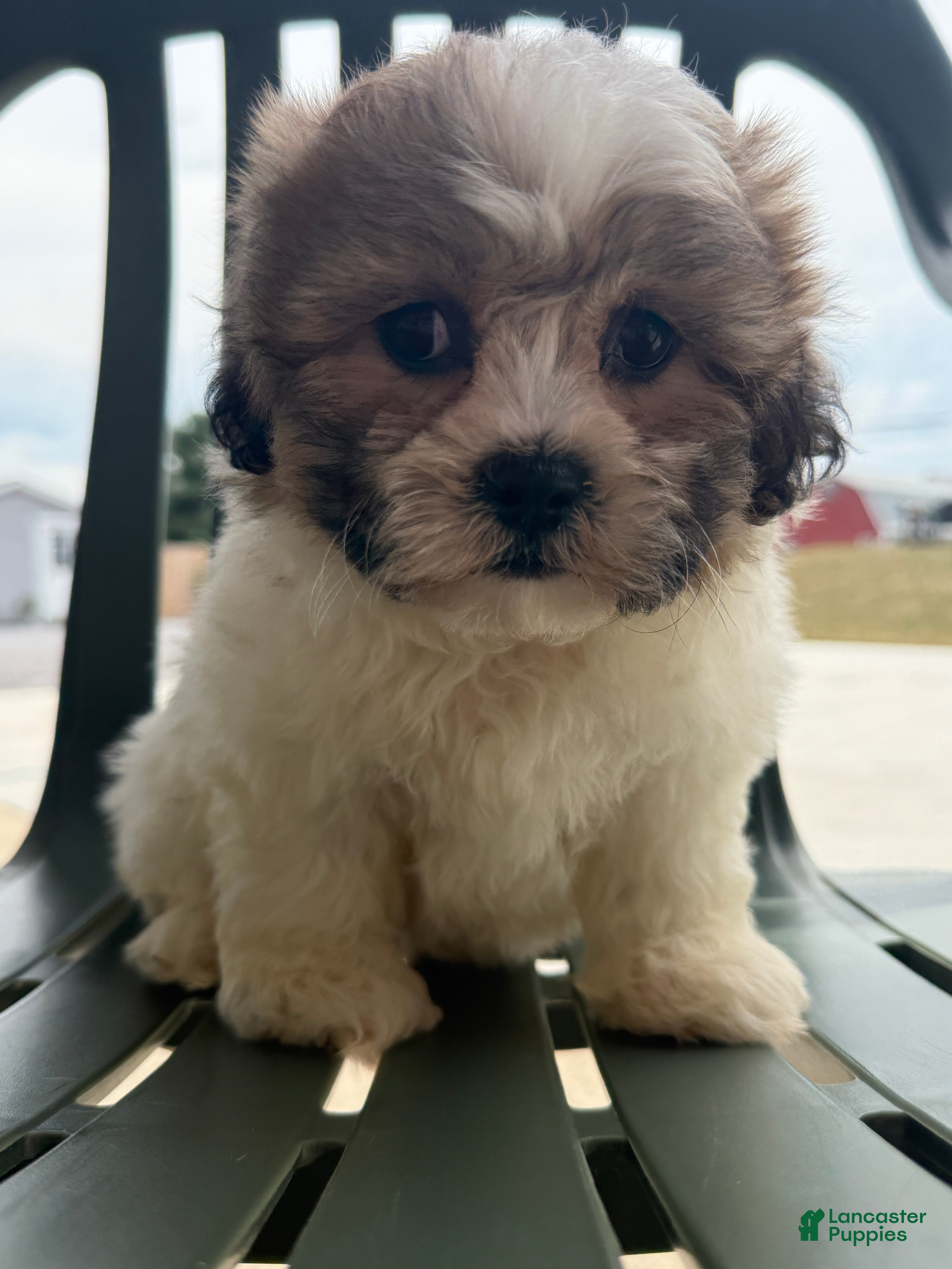 Teddy Bear dogs Lizzie - Ad 2
