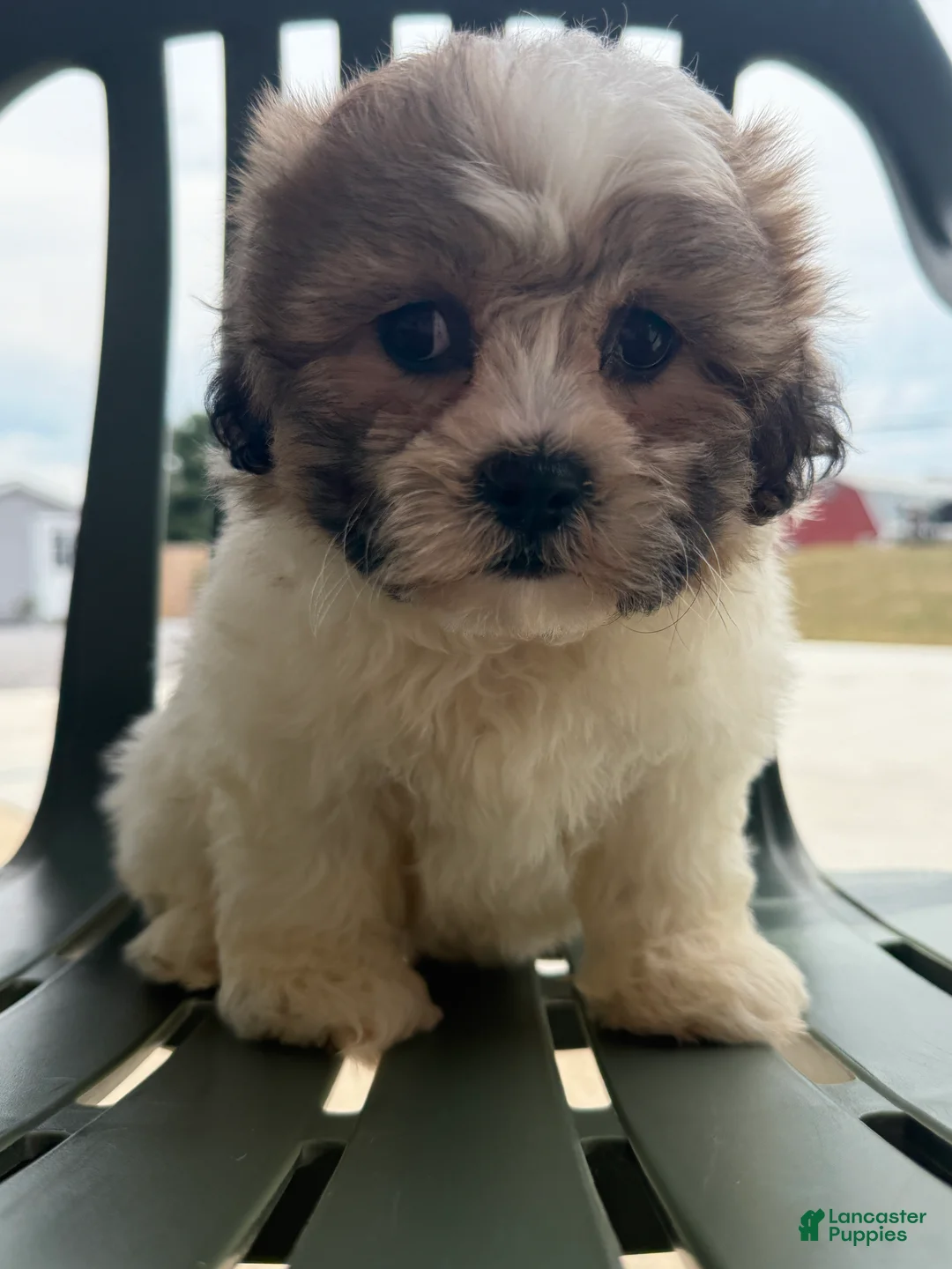 Teddy Bear dogs for sale: Lizzie - Ad 2
