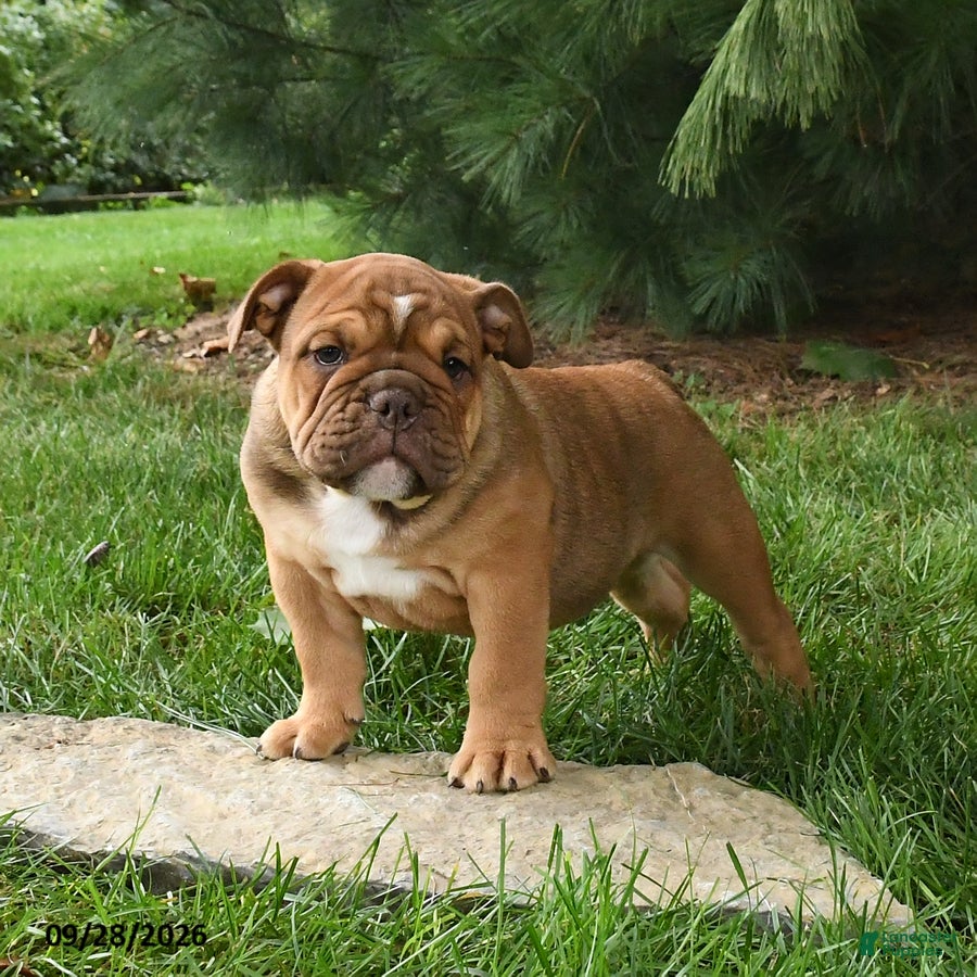 English Bulldog dogs Denver - Ad 2