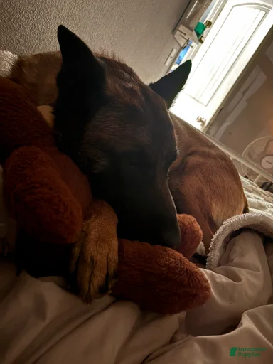 Gallery Image {{count}}