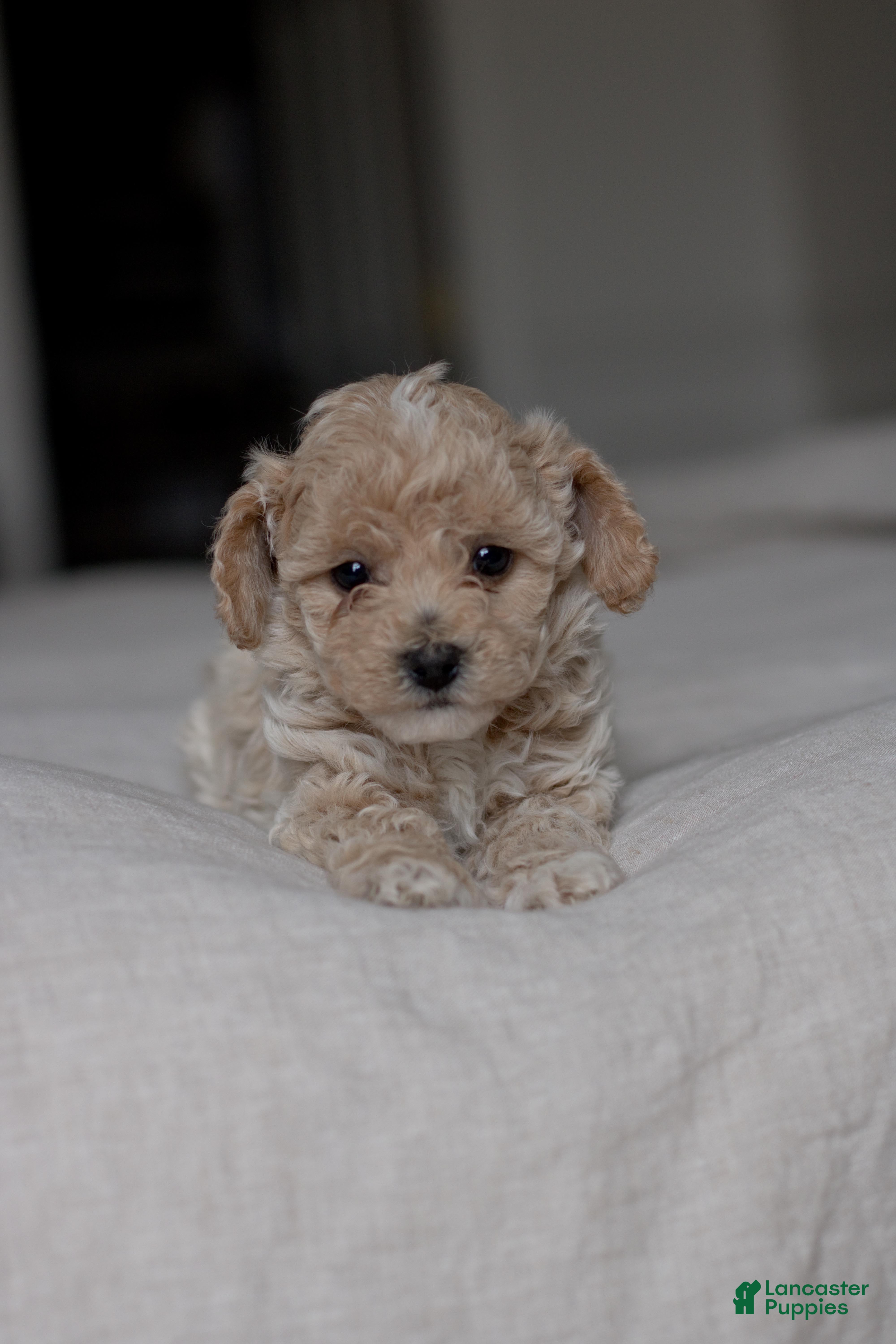 Bichpoo dogs Pip - Ad 1