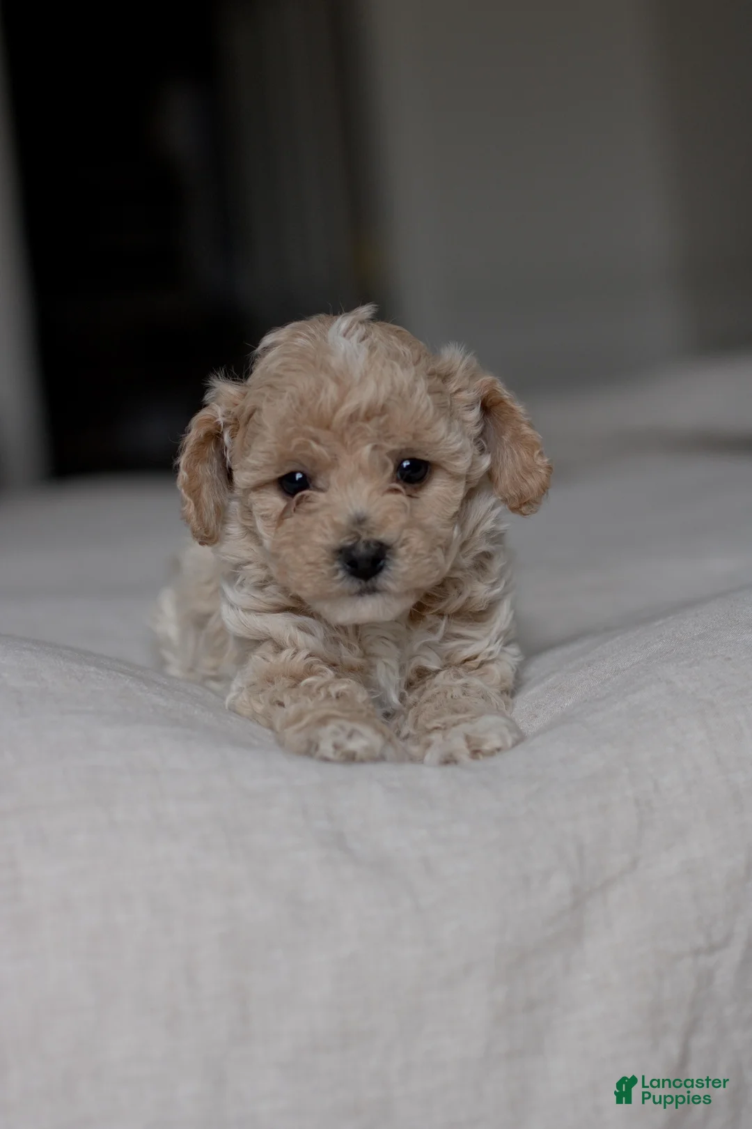 Bichpoo dogs for sale: Pip - Ad 1