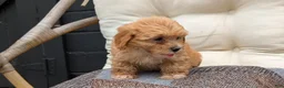 Havapoo dogs for sale: Bridget - Ad 7