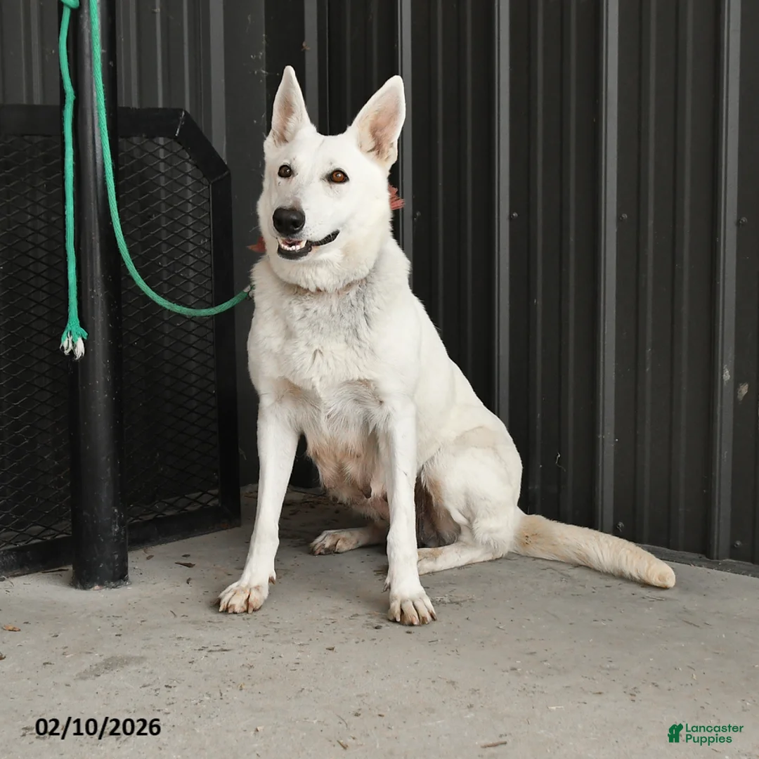 German Shepherd dogs for sale: Victor - Ad 6