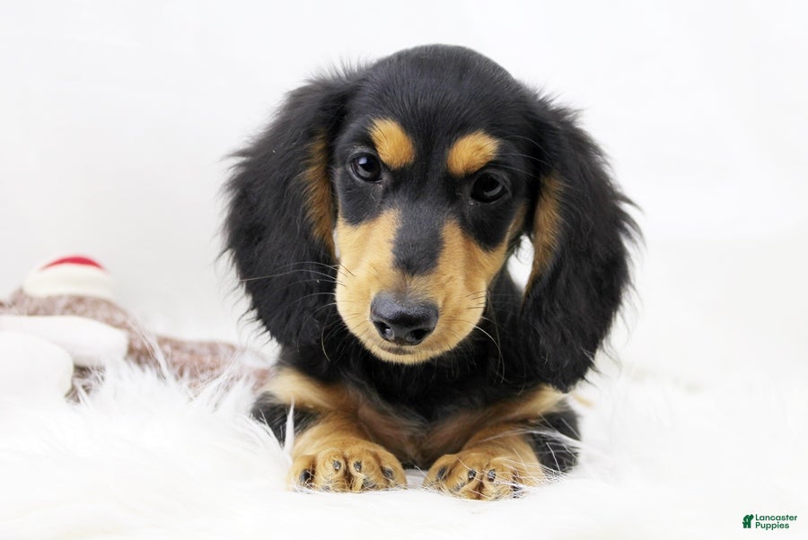 Dachshund dogs Edward BTD 6171 - Ad 2